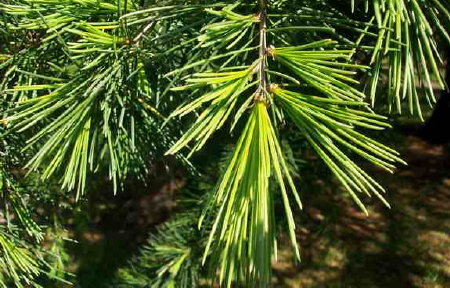 Cedarwood Essential Oil